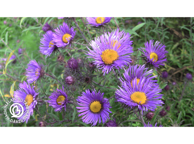 Aster novae-angliae   'W. Bowman'